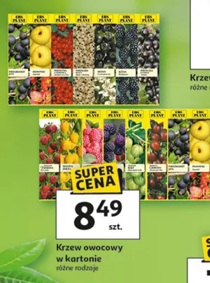 Krzew owocowy w kartonie różne rodzaje promocja w Auchan