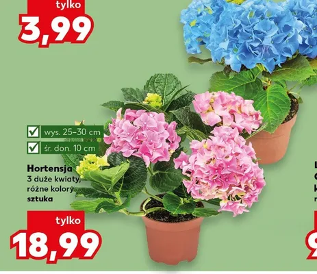 Hortensja 3 duże kwiaty, różne kolory promocja w Kaufland