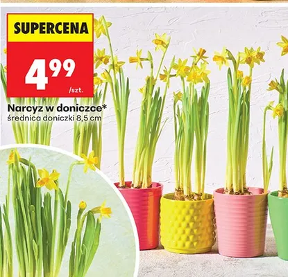 Narcyz w doniczce promocja w Biedronka