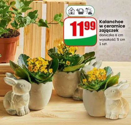 Kalanchoe w ceramice zajączek promocja w Dino