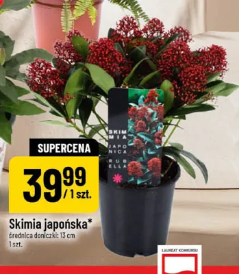 Skimia japońska promocja w POLOmarket