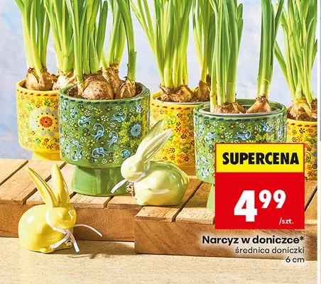 Narcyz w doniczce promocja w Biedronka