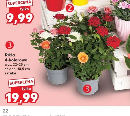 Róża 4-kolorowa wys. 22-25cm śr. don. 10,5cm promocja w Kaufland