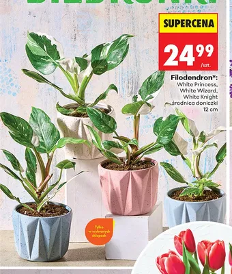 Filodendron promocja w Biedronka