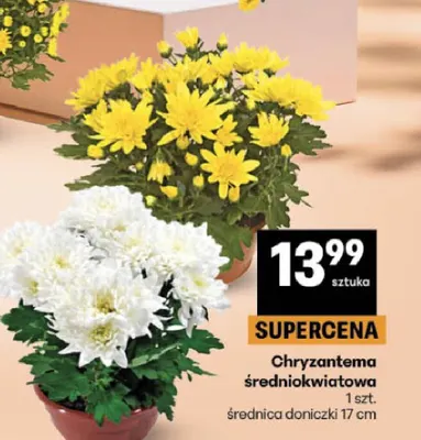 Chryzantema średniokwiatowa średnica doniczki 17 cm promocja w Delikatesy Centrum