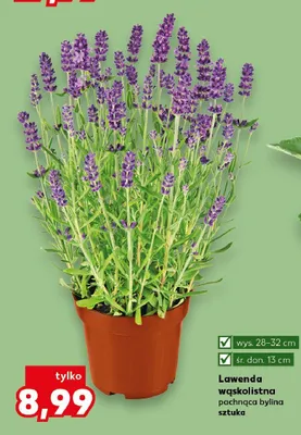 Lawenda wąskolistna pachnąca bylina wys. 28-32cm śr. don. 13cm promocja w Kaufland