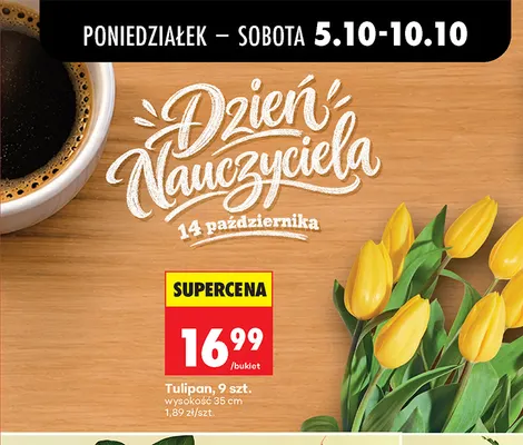 Tulipan 9 szt. promocja w Biedronka