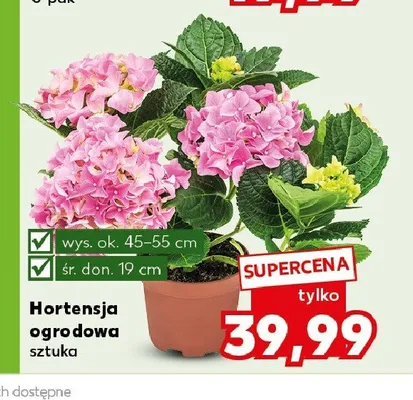 Hortensja ogrodowa różowa promocja w Kaufland