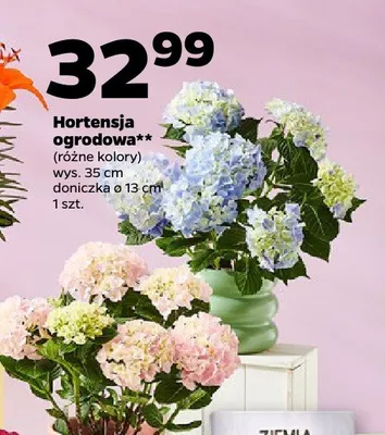 Hortensja ogrodowa promocja w Netto