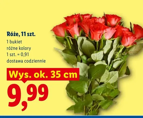Róże promocja w Lidl