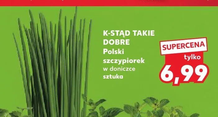 Szczypiorek w doniczce K-Stąd Takie Dobre promocja w Kaufland