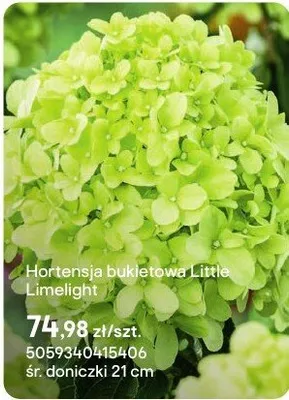 Hortensja bukietowa Little Limelight promocja w Castorama