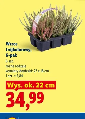 Wrzos trójkolorowy 6-pak promocja w Lidl