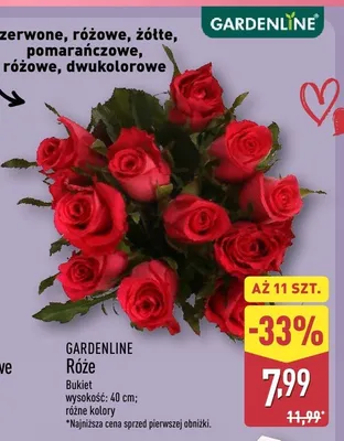 Róże Bukiet Gardenline promocja w Aldi