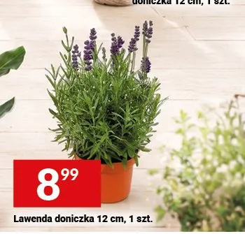 Lawenda doniczka 12 cm promocja w Twój Market