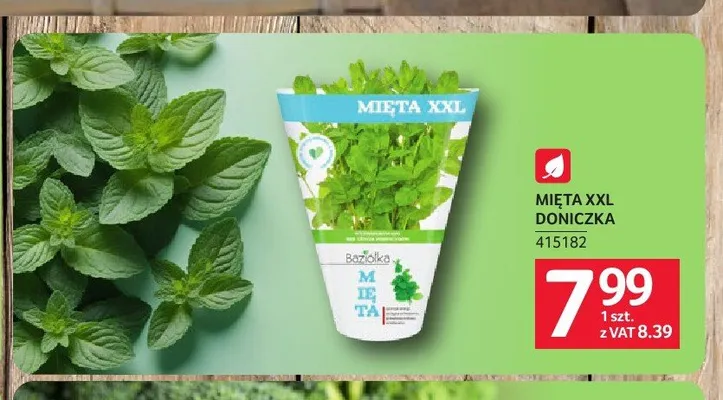 Mięta XXL doniczka Baziółka promocja w Selgros