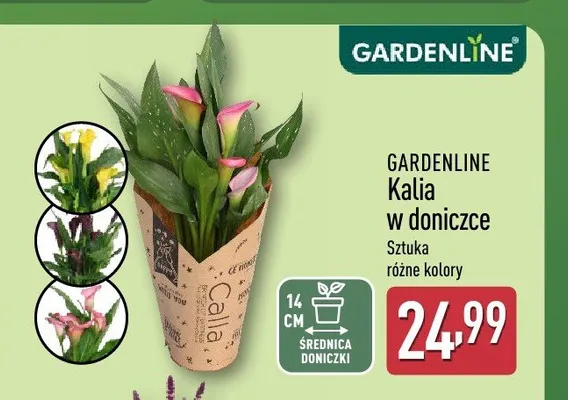 Kalia w doniczce Gardenline promocja w Aldi
