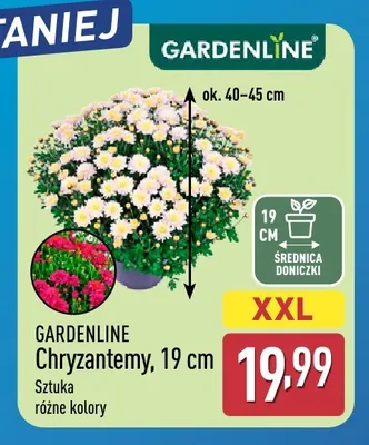 Chryzantemy Gardenline 19 cm promocja w Aldi