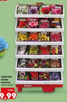 Cebule kwiatów różne rodzaje promocja w Kaufland