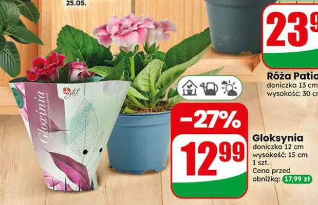 Gloksynia doniczka 12cm wysokość 15cm promocja w Dino