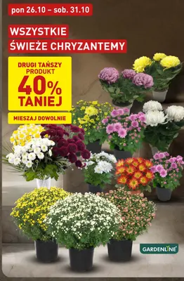 Świeże chryzantemy Gardenline promocja w Aldi