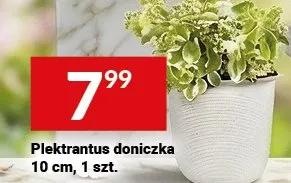 Plektrantus doniczka 10 cm promocja w Twój Market
