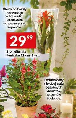Bromelia mix doniczka 12 cm promocja w Twój Market