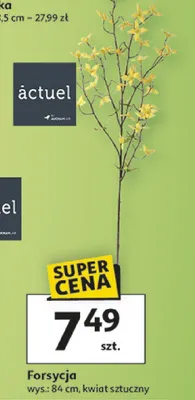 Forsycja promocja w Auchan