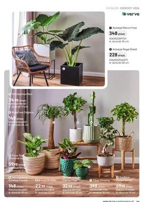 Wilczomłecz Cowboy Cactus promocja w Castorama