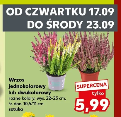 Wrzos jednokolorowy wys. 22-25 cm śr. doniczki 10,5/11 promocja w Kaufland