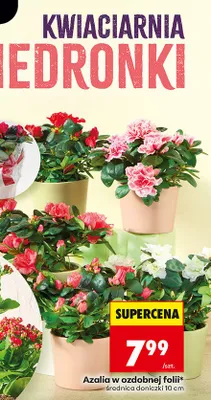 Azalia w ozdobnej folii, różne kolory promocja w Biedronka