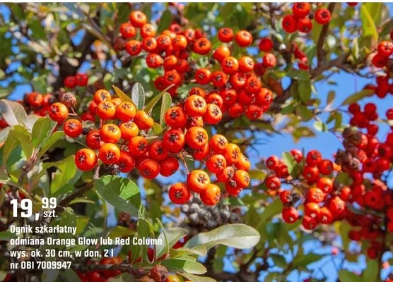 Ognik szkarłatny odmiana Orange Glow lub Red Column promocja w OBI