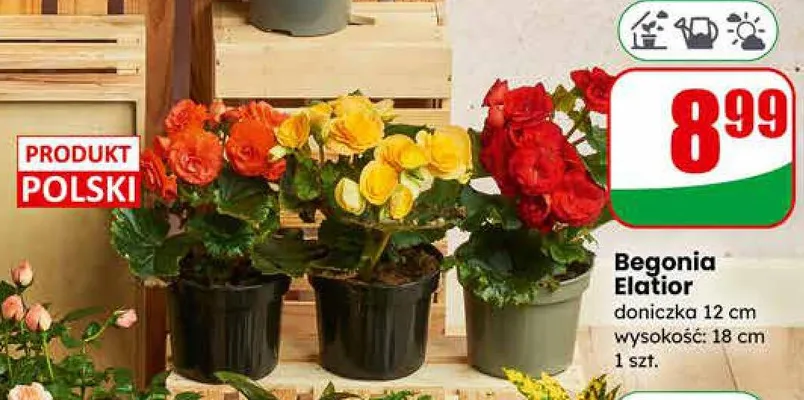 Begonia Elatior doniczka 12cm promocja w Dino