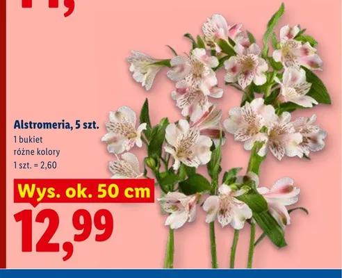 Alstromeria 5szt. wys. ok. 50cm promocja w Lidl