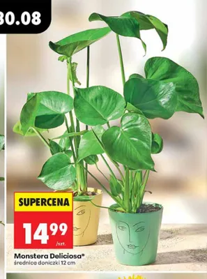 Monstera Deliciosa promocja w Biedronka