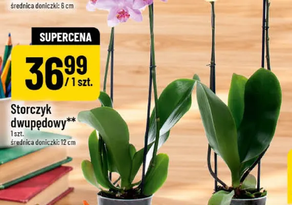 Storczyk dwupędowy promocja w POLOmarket