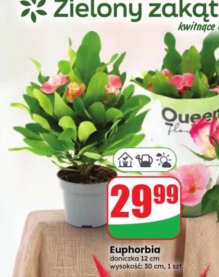 Euphorbia promocja w Dino