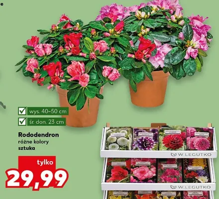 Rododendron wys.40-50cm śr.don.23cm promocja w Kaufland