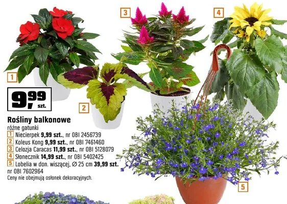 Rośliny balkonowe Niecierpek promocja w OBI