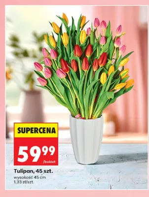 Tulipan wysokość 45cm promocja w Biedronka