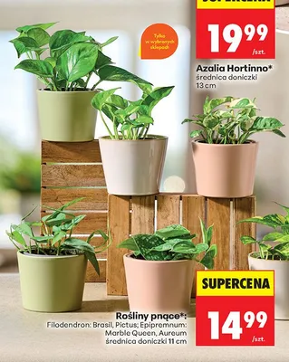Roślina pnąca Filodendron Brasil średnica doniczki 11cm promocja w Biedronka