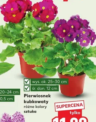 Pierwiosnek kubkowaty różne kolory promocja w Kaufland