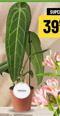 Anthurium promocja w POLOmarket