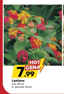 Lantana wys. 25cm śr. doniczki 10cm promocja w Bricomarche