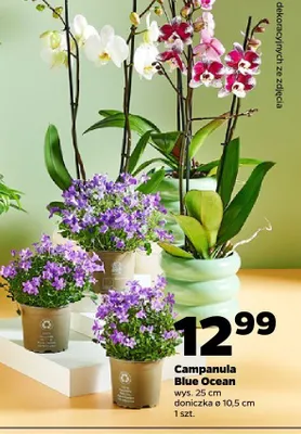 Campanula Blue Ocean promocja w Netto