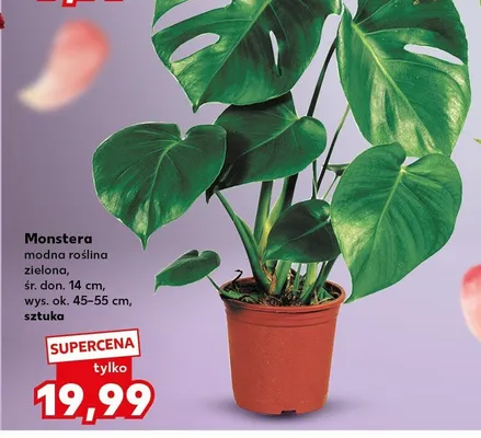 Monstera promocja w Kaufland