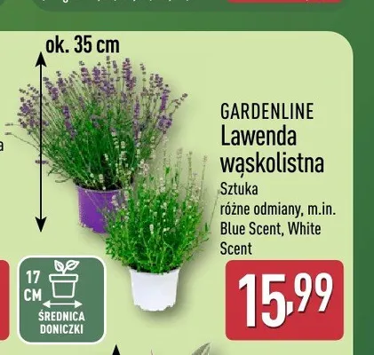 Lawenda wąskolistna Gardenline White Scent promocja w Aldi