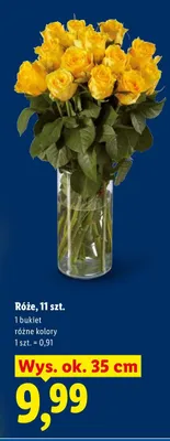 Róże, 11 szt., różne kolory promocja w Lidl