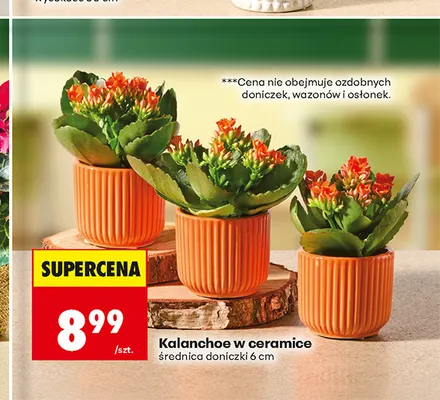 Kalanchoe w ceramice średnica doniczki 6 cm promocja w Biedronka
