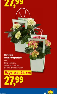 Hortensja w ozdobnej torebce czerwona promocja w Lidl